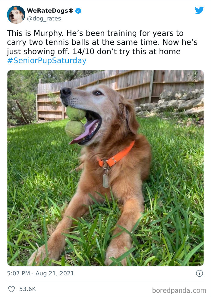 Dog-Rates-Twitter