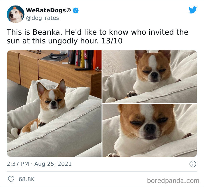 Dog-Rates-Twitter