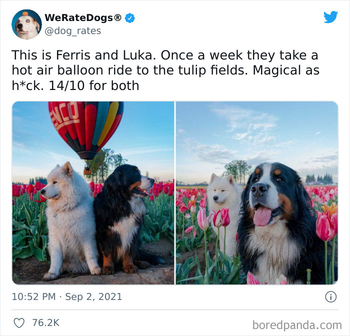 Dog-Rates-Twitter