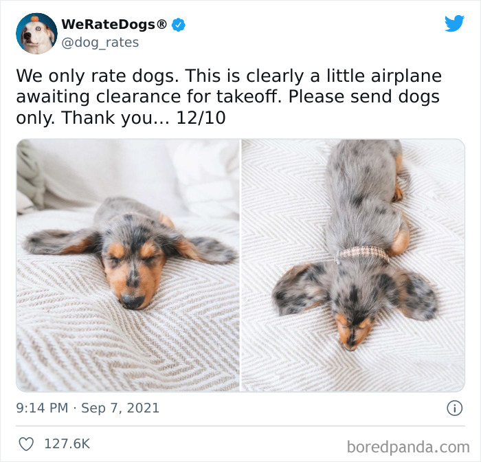Dog-Rates-Twitter