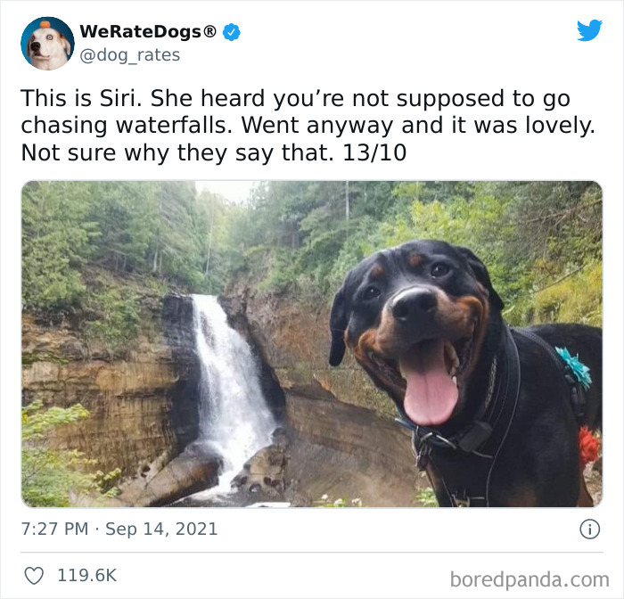 Dog-Rates-Twitter