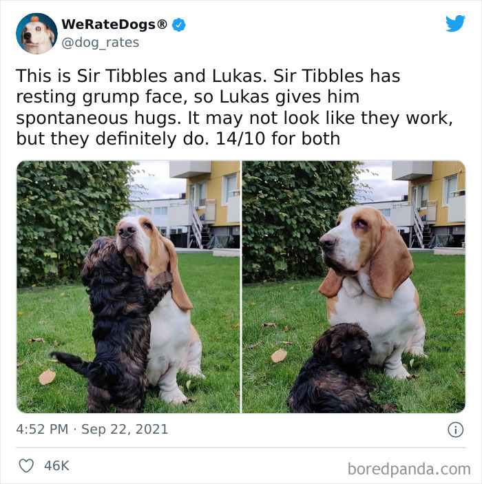 Dog-Rates-Twitter
