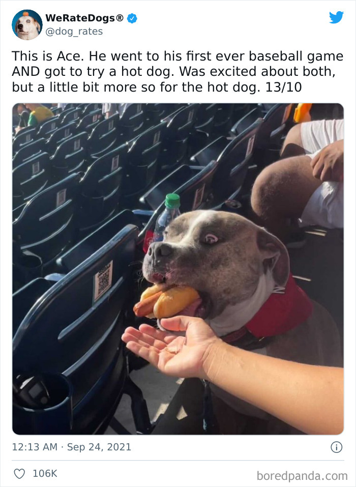 Dog-Rates-Twitter