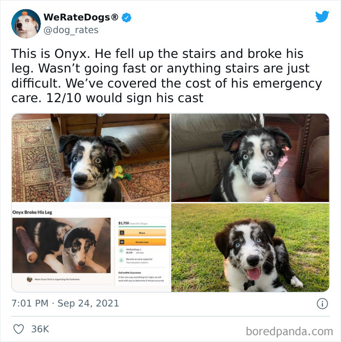 Dog-Rates-Twitter
