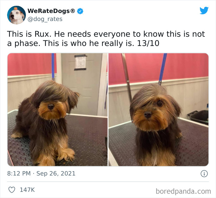 Dog-Rates-Twitter