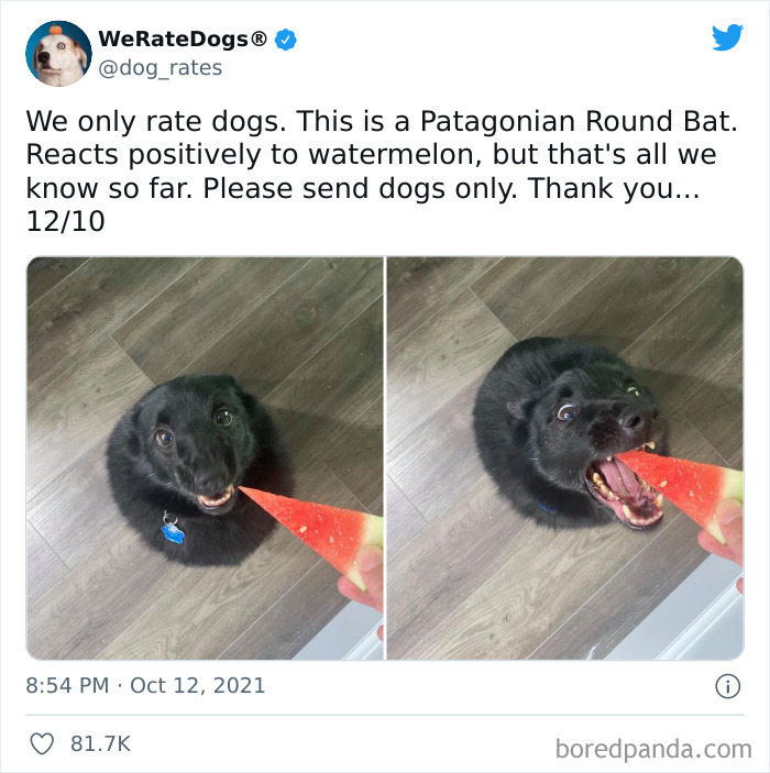 Dog-Rates-Twitter