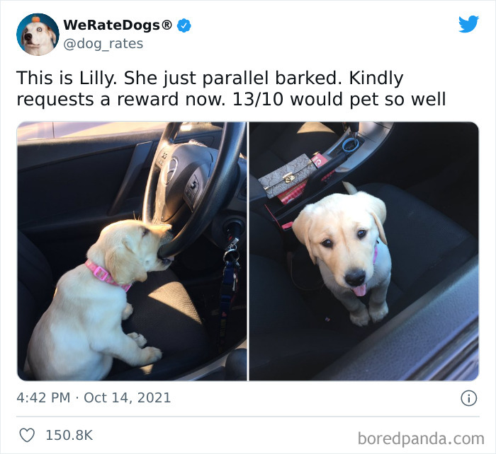Dog-Rates-Twitter