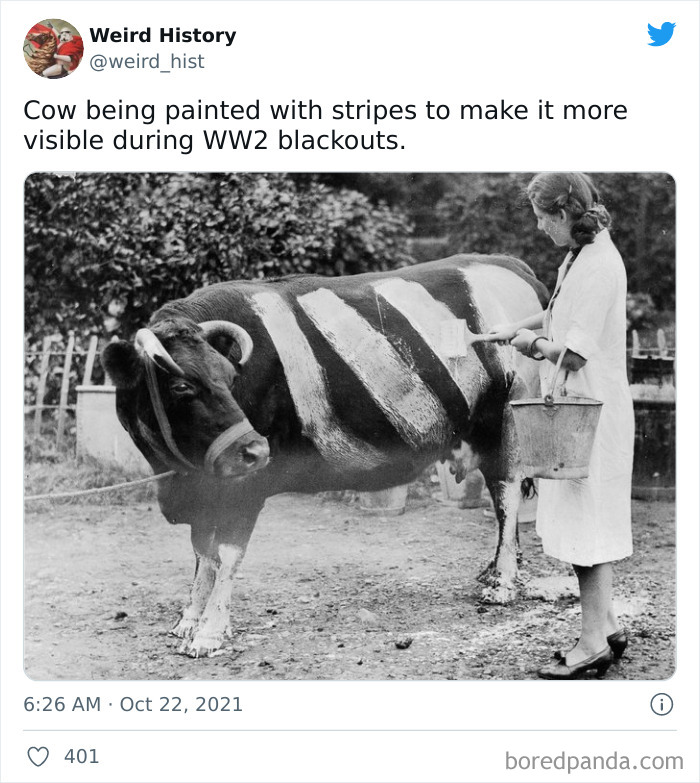 Woman painting stripes on a cow during WWII blackouts, showcasing a weird history fact for history and trivia lovers.
