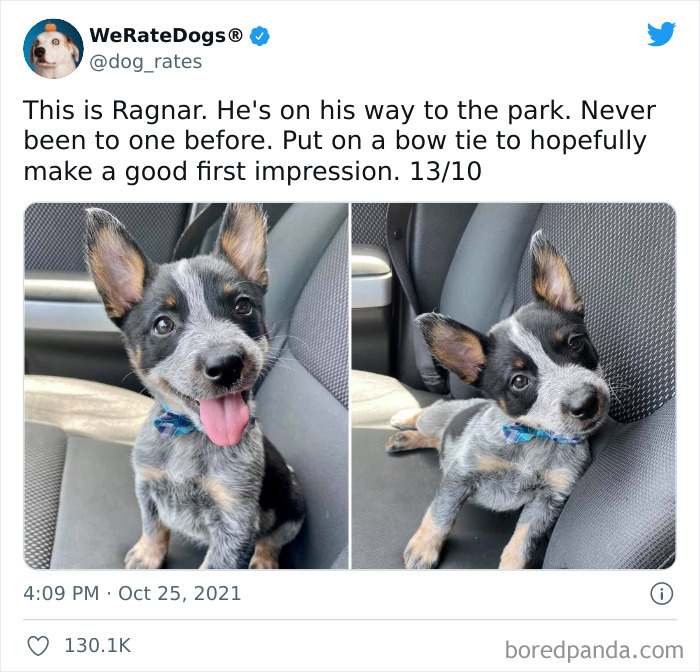 Dog-Rates-Twitter