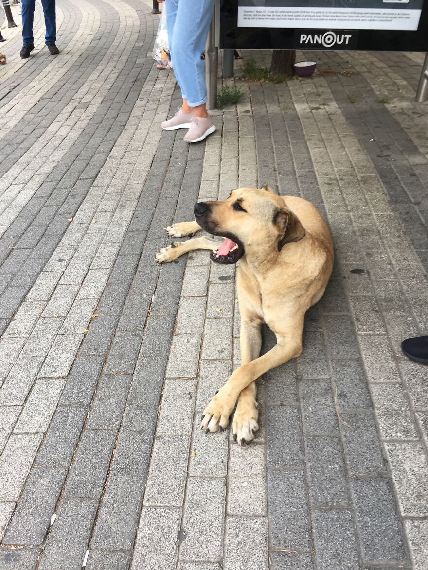 Se vio a este perro usando el transporte público en Estambul, así que las autoridades le pusieron un rastreador: Resulta que viaja más de 30 kilómetros al día
