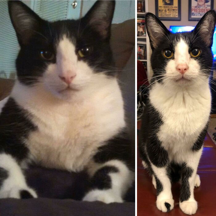 Mientras perseguía perros, ¡¡¡¡escapó de ser gordito!!!!