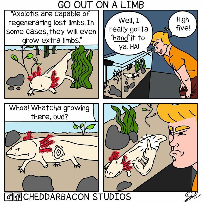 Funny comic by Cheddar Bacon Studios showing an axolotl regenerating limbs with a human giving a high five.