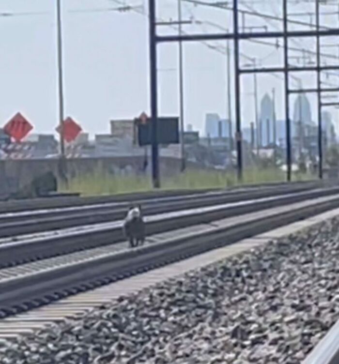 Woman Rescues An Abandoned Pit Bull From Railroad Tracks Seconds Before Train Comes Woman Rescues An Abandoned Pit Bull From Railroad Tracks Seconds Before Train Comes