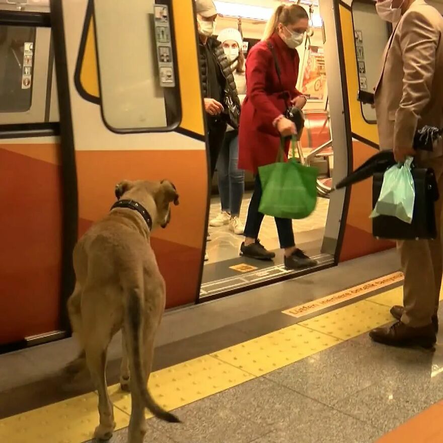Se vio a este perro usando el transporte público en Estambul, así que las autoridades le pusieron un rastreador: Resulta que viaja más de 30 kilómetros al día
