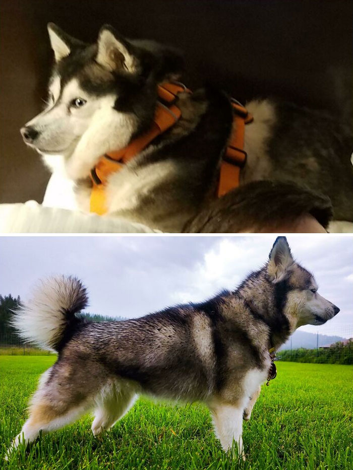 Mi mascota rescatada de un criadero cambió radicalmente. Ahora, ¡está esterilizada y es muy musculosa!