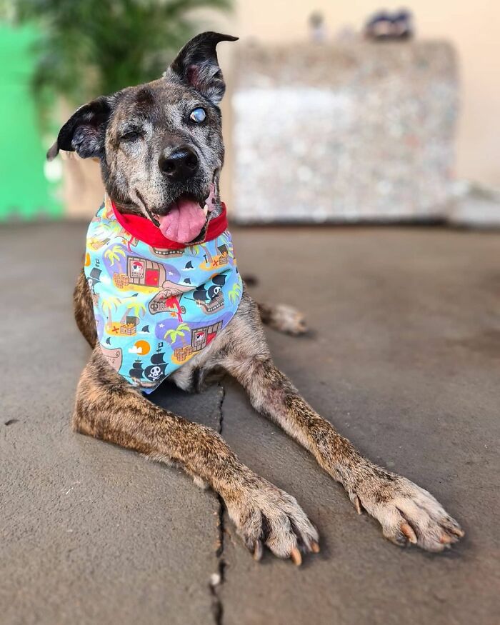 This Dog That Spent 10 Years In A Shelter Due To His Missing Leg, Old Age And Blindness Finally Finds His Forever Home This Dog That Spent 10 Years In A Shelter Due To His Missing Leg, Old Age And Blindness Finally Finds His Forever Home