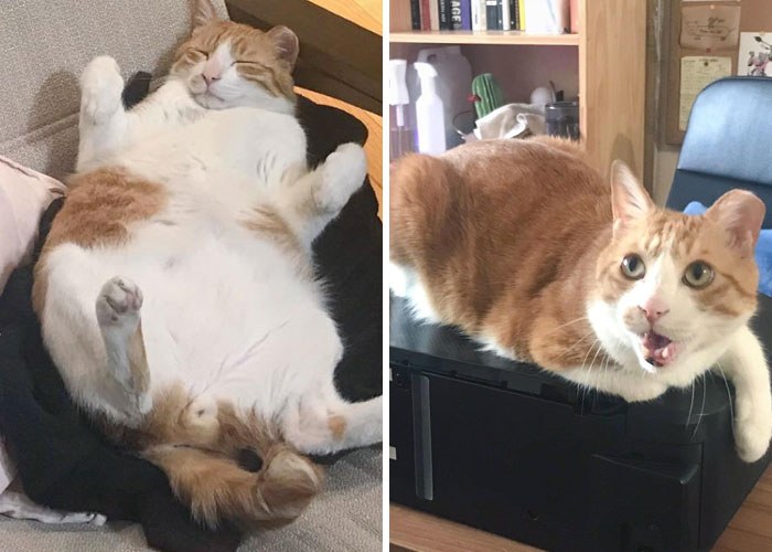 Progreso de 9 meses: 8,2 kg -> ¡6,7 kg!