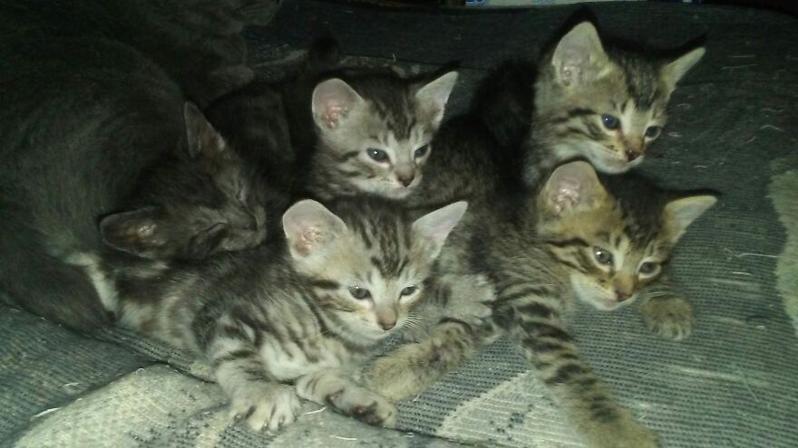 Mookie's First Litter With Chibs Babysitting