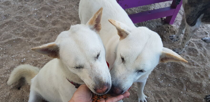 I Photograph Stray Dogs That We Befriend With In Bali Beaches (20 Pictures) I Photograph Stray Dogs That We Befriend With In Bali Beaches (20 Pictures)