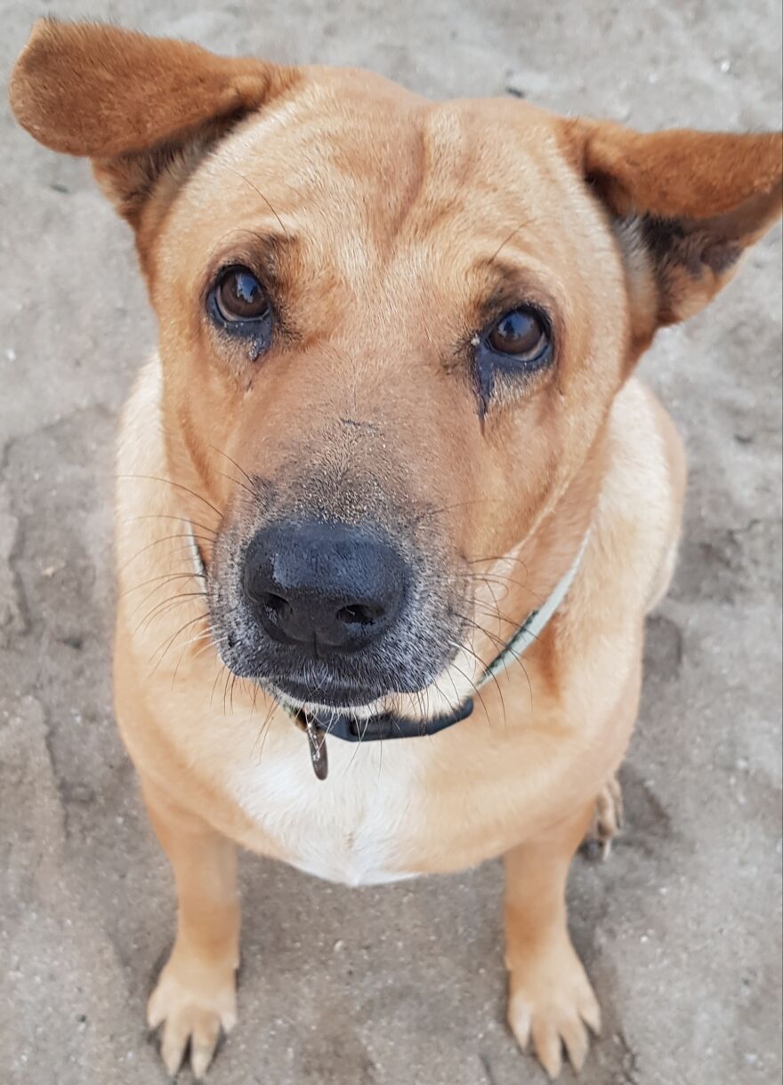I Photograph Stray Dogs That We Befriend With In Bali Beaches (20 Pictures) I Photograph Stray Dogs That We Befriend With In Bali Beaches (20 Pictures)