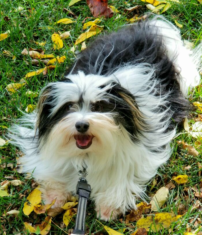 Pablo My Havanese Loves Leaves