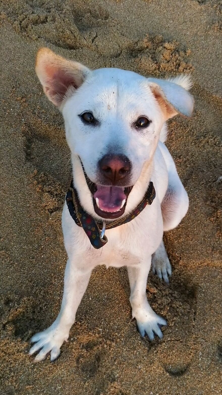I Photograph Stray Dogs That We Befriend With In Bali Beaches (20 Pictures) I Photograph Stray Dogs That We Befriend With In Bali Beaches (20 Pictures)