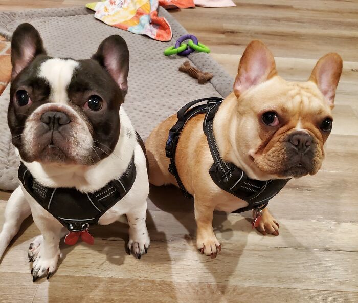 Waiting On Papa To Go For A Walk