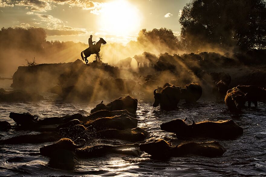 Buffalo Herds, Journeys & Adventures