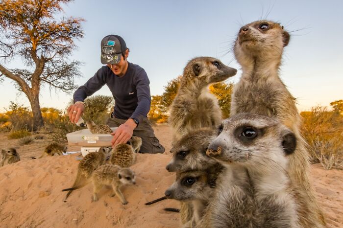 A person interacts with a group of meerkats in a desert setting, featured in powerful Siena International Photo Awards.