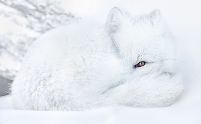 El ojo vigilante, los animales en su entorno