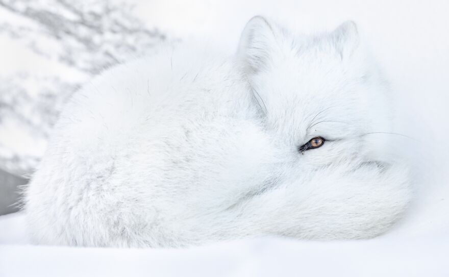 The Watching Eye, Animals In Their Environment