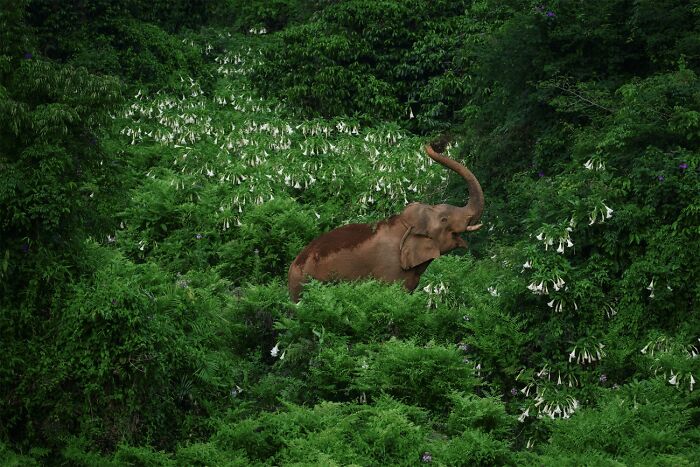 Jardinero del bosque, animales en su entorno