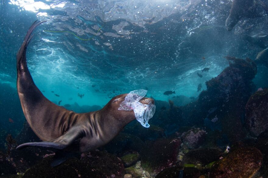 The Dangerous Toy, Portugal Forest Fire