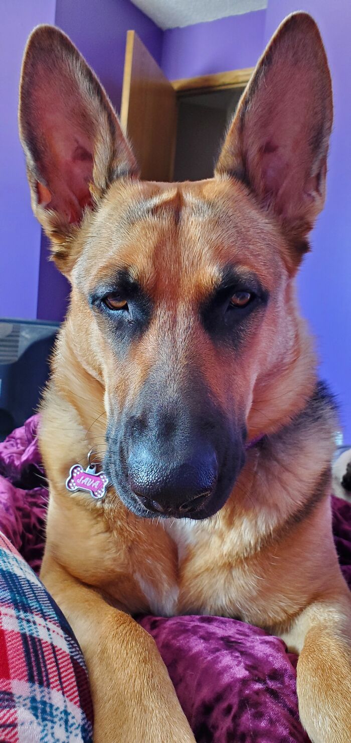 My German Shepherd Java