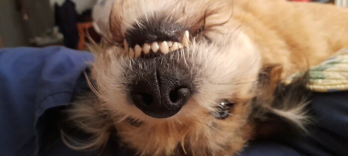 Dick, Our Rescue, In His Favourite Position