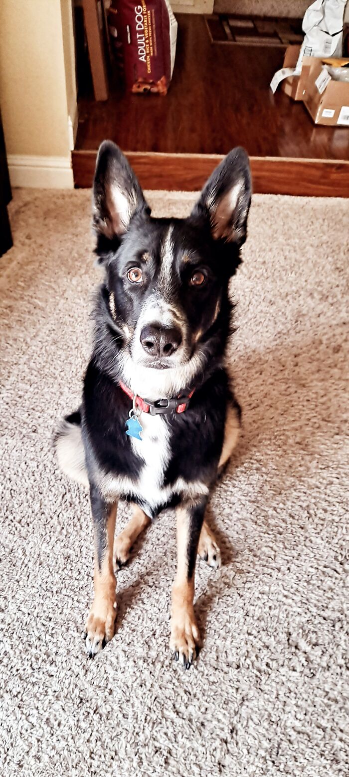 Riker Won't Look At The Camera Unless You're Holding One Of His Toys