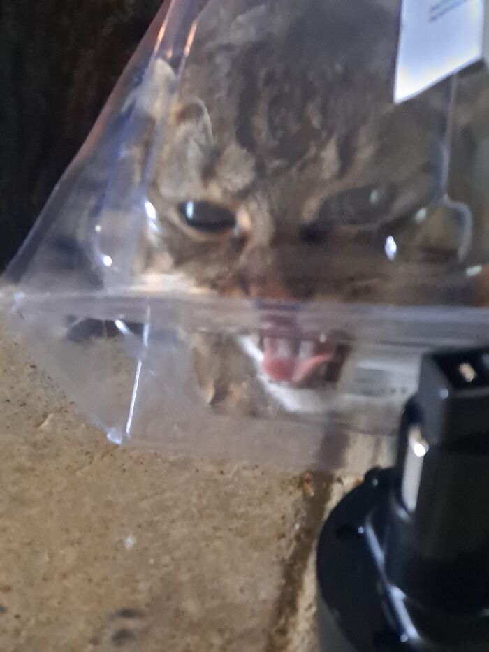My Cat Was Trying To Eat A Plastic Box, So I Snapped This One Xd (Shes Ok Dont Worry Lol)