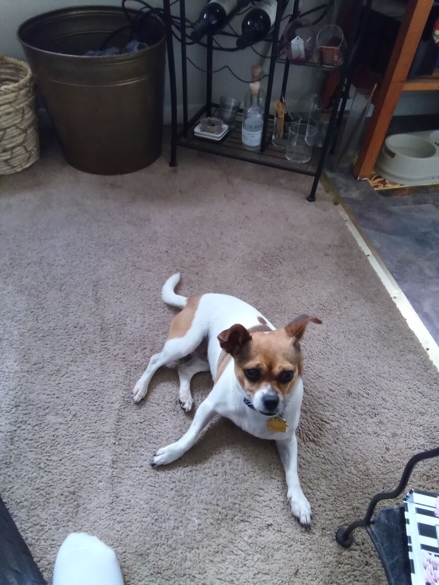 My Smart Mixed Breed