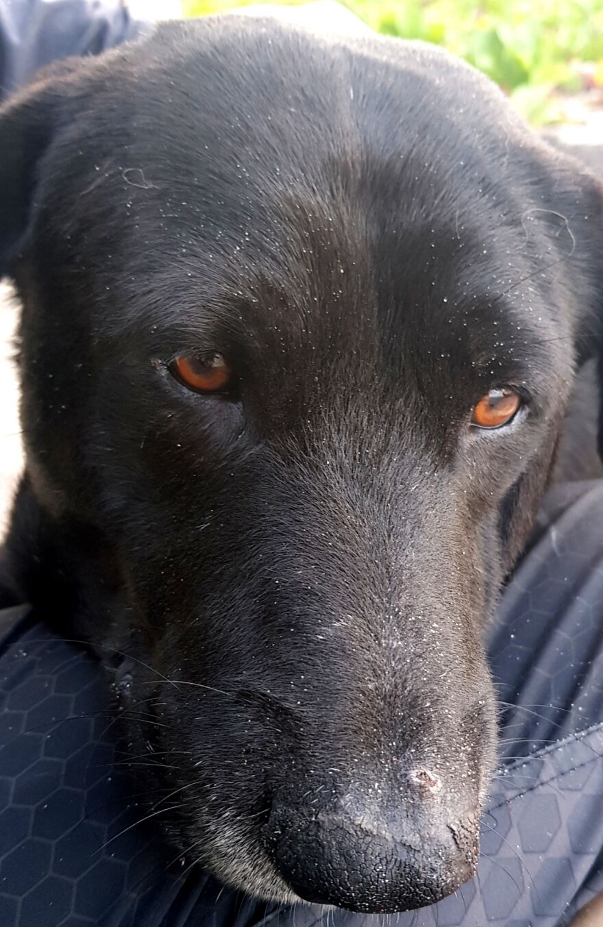 I Photograph Stray Dogs That We Befriend With In Bali Beaches (20 Pictures) I Photograph Stray Dogs That We Befriend With In Bali Beaches (20 Pictures)