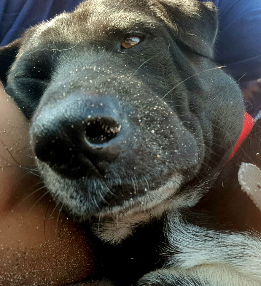 I Photograph Stray Dogs That We Befriend With In Bali Beaches (20 Pictures) I Photograph Stray Dogs That We Befriend With In Bali Beaches (20 Pictures)