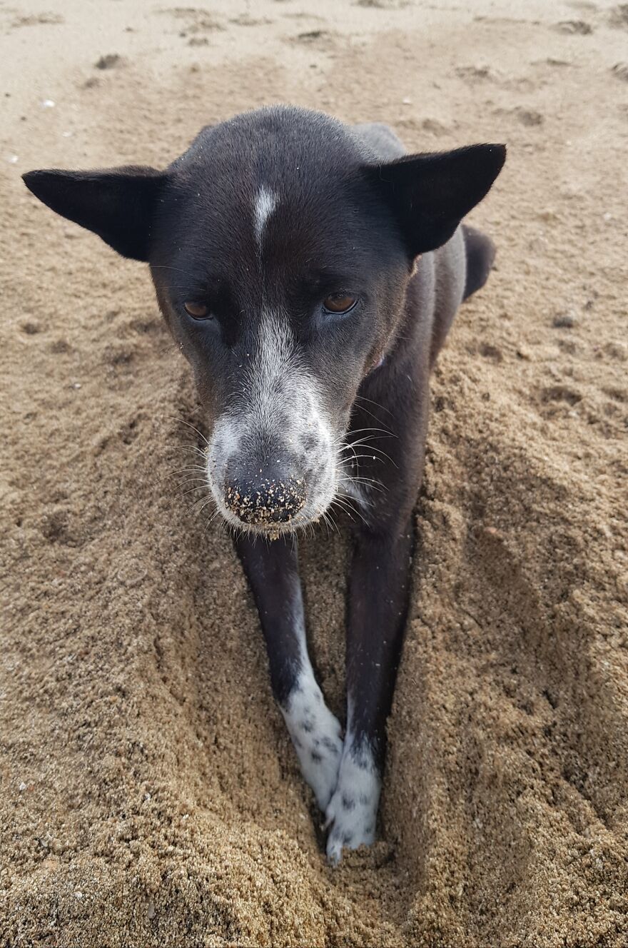 I Photograph Stray Dogs That We Befriend With In Bali Beaches (20 Pictures) I Photograph Stray Dogs That We Befriend With In Bali Beaches (20 Pictures)