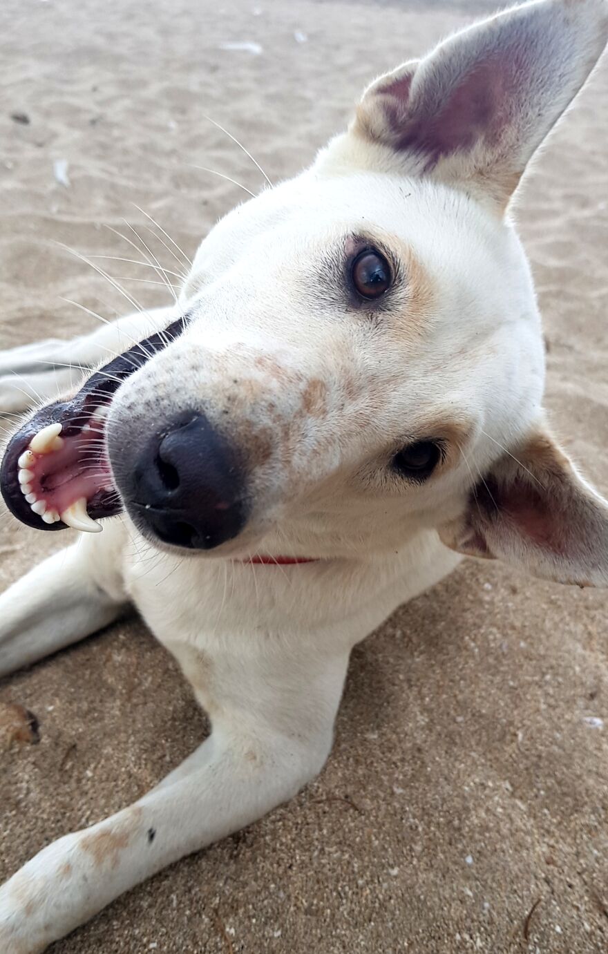 I Photograph Stray Dogs That We Befriend With In Bali Beaches (20 Pictures) I Photograph Stray Dogs That We Befriend With In Bali Beaches (20 Pictures)