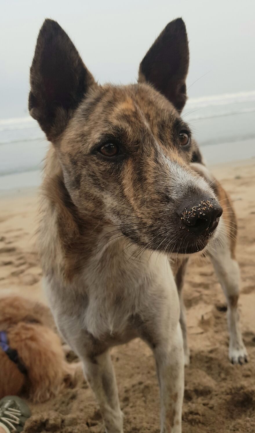 I Photograph Stray Dogs That We Befriend With In Bali Beaches (20 Pictures) I Photograph Stray Dogs That We Befriend With In Bali Beaches (20 Pictures)
