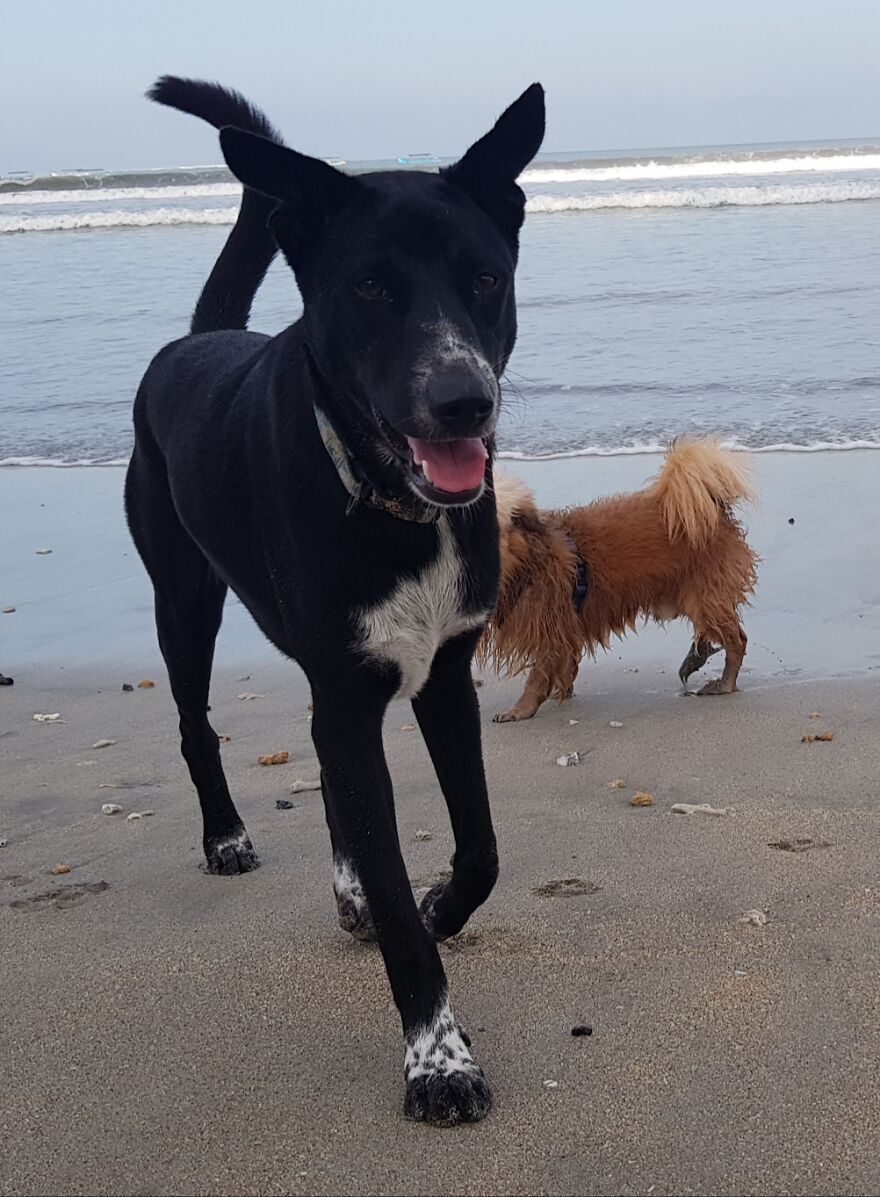 I Photograph Stray Dogs That We Befriend With In Bali Beaches (20 Pictures) I Photograph Stray Dogs That We Befriend With In Bali Beaches (20 Pictures)