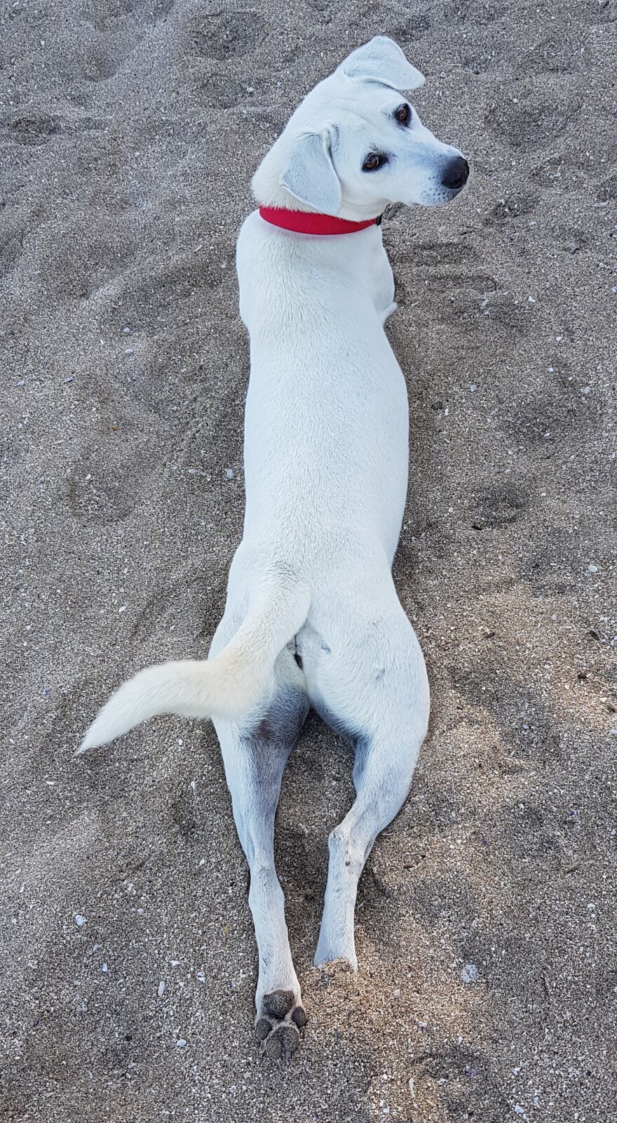 I Photograph Stray Dogs That We Befriend With In Bali Beaches (20 Pictures) I Photograph Stray Dogs That We Befriend With In Bali Beaches (20 Pictures)