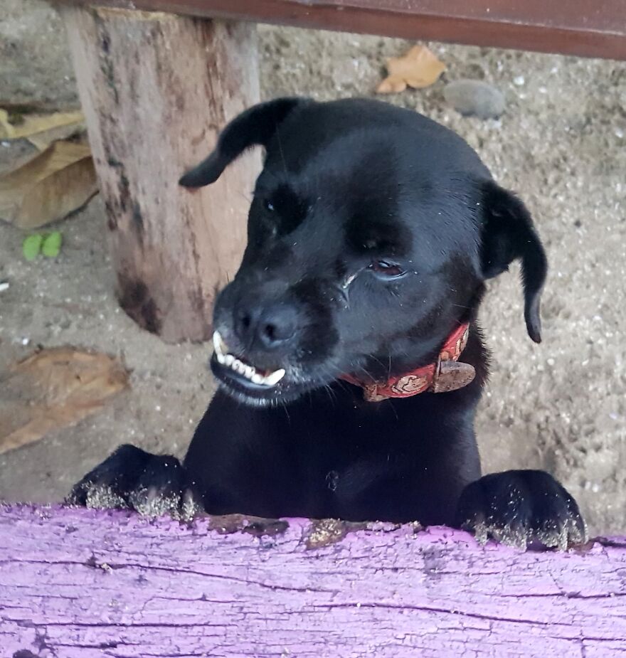I Photograph Stray Dogs That We Befriend With In Bali Beaches (20 Pictures) I Photograph Stray Dogs That We Befriend With In Bali Beaches (20 Pictures)