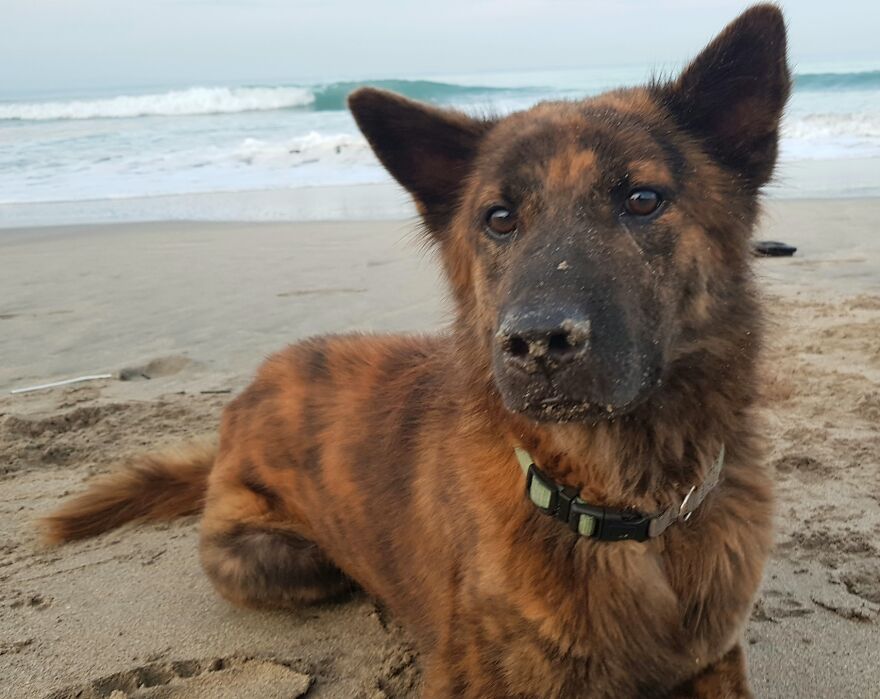 I Photograph Stray Dogs That We Befriend With In Bali Beaches (20 Pictures) I Photograph Stray Dogs That We Befriend With In Bali Beaches (20 Pictures)