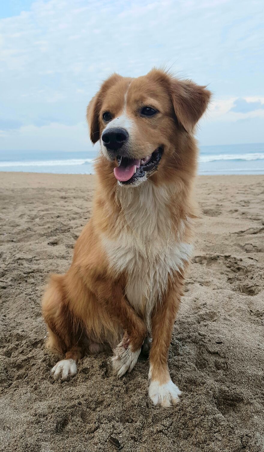 I Photograph Stray Dogs That We Befriend With In Bali Beaches (20 Pictures) I Photograph Stray Dogs That We Befriend With In Bali Beaches (20 Pictures)