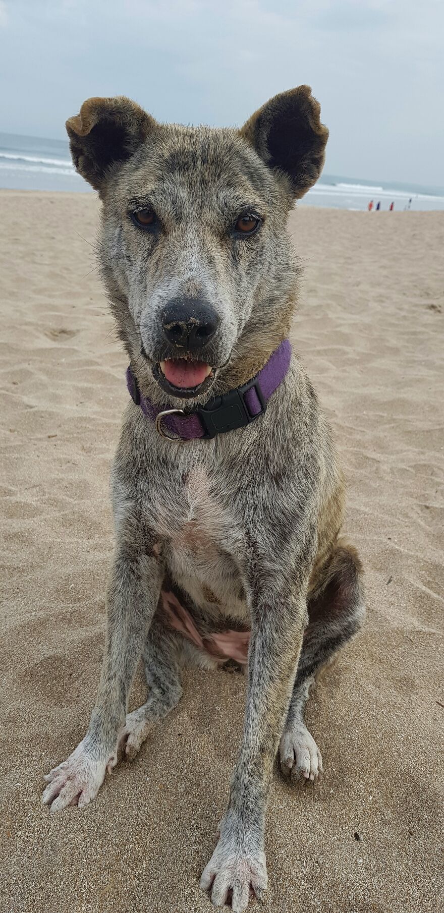I Photograph Stray Dogs That We Befriend With In Bali Beaches (20 Pictures) I Photograph Stray Dogs That We Befriend With In Bali Beaches (20 Pictures)