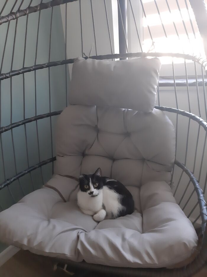 Adopté una gata con la cola amputada y media oreja. La encontraron en el motor de un coche mientras buscaba probablemente un refugio cálido